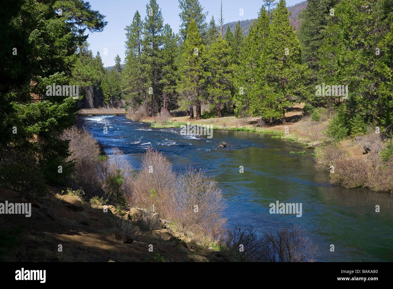 USA OREGON A view of the ponderosa pine along the Metolius River in the Cascade Mountains of central Oregon Stock Photo