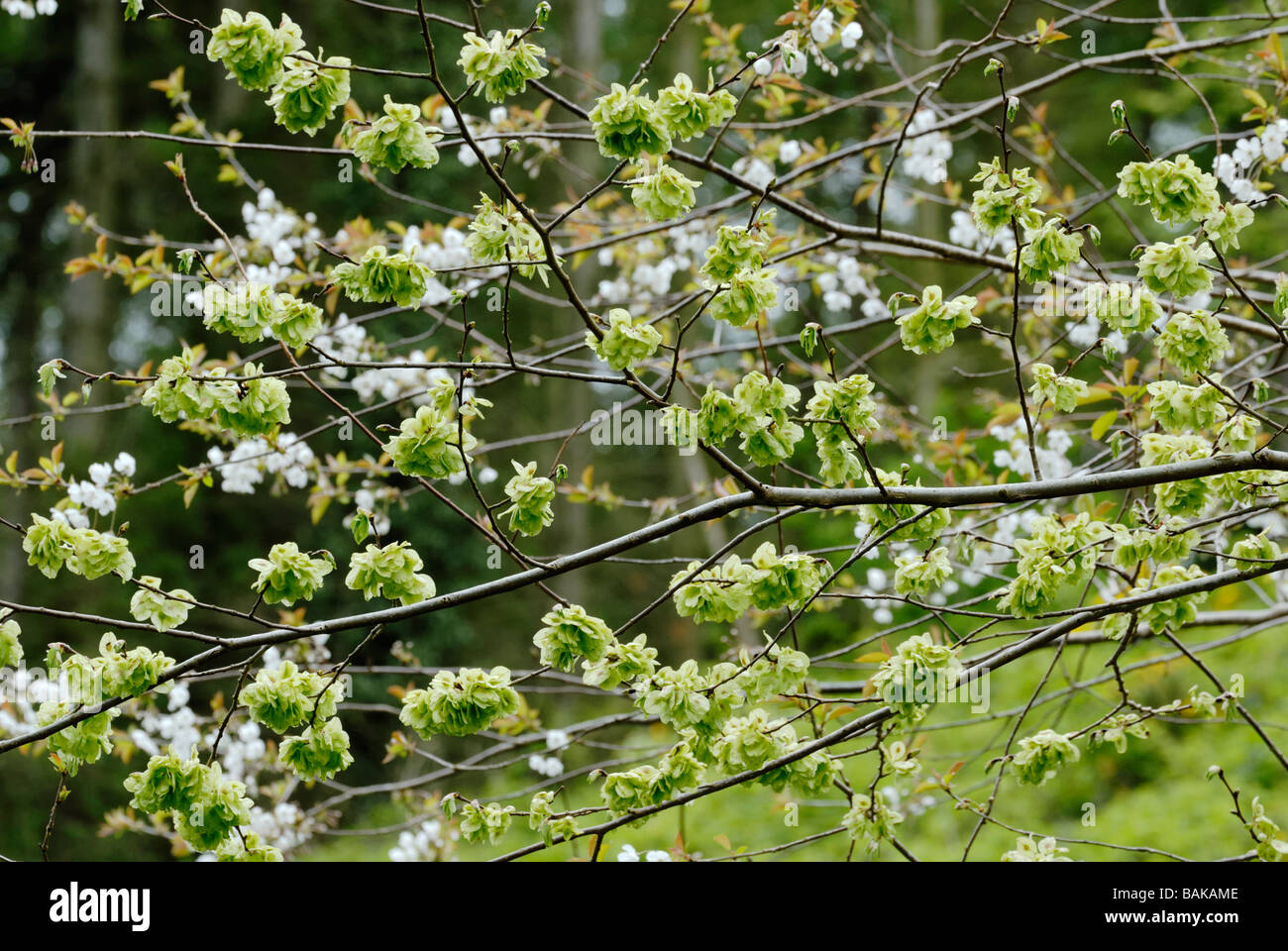 Ulmus glabra Wych Elm seedcases with Prunus avium Gean or Wild Cherry flowers in a Welsh woodland, Wales, UK. Stock Photo