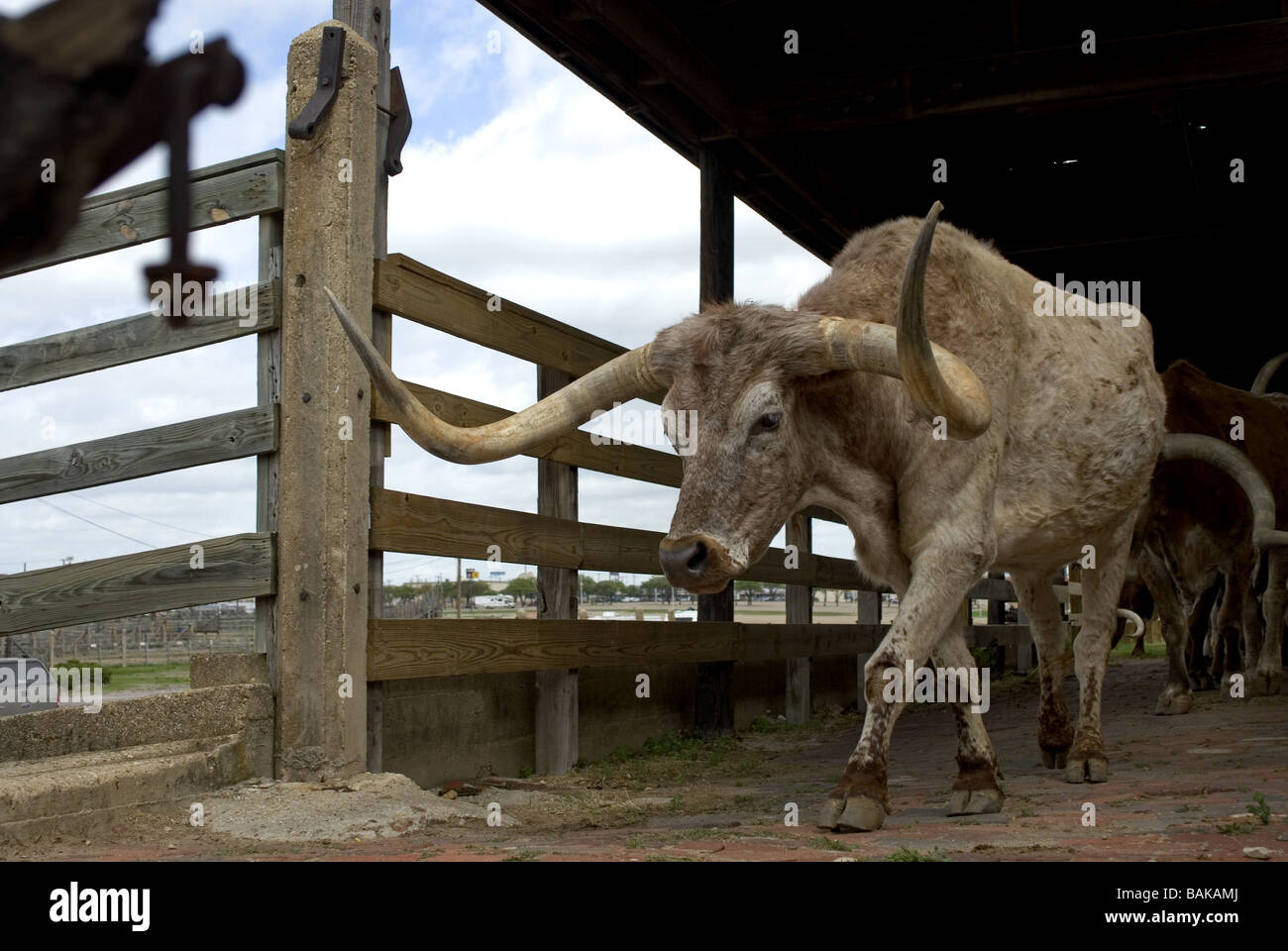 Longhorn Cattle Drive. Fort Worth Stockyards. Texas USA Stock Photo
