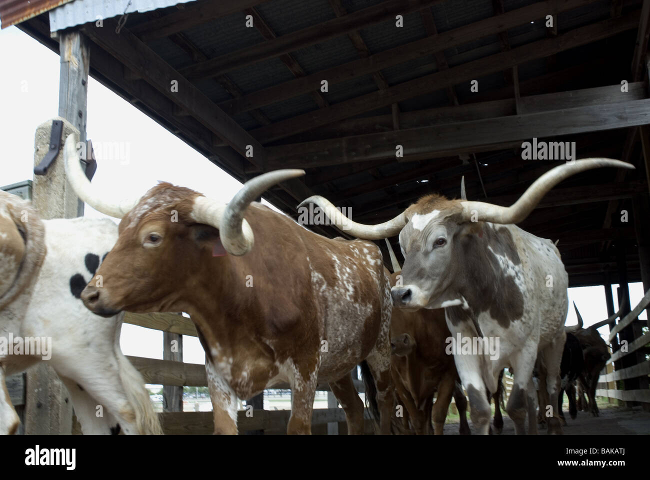 Longhorn Cattle Drive. Fort Worth Stockyards. Texas USA Stock Photo