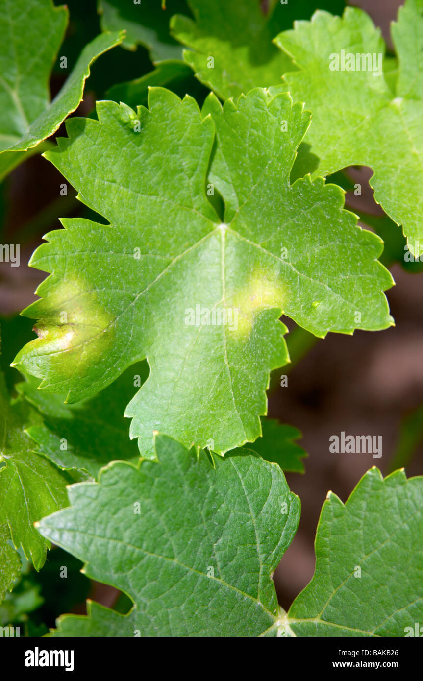 Vine leaf showing attack by downy mildew le cellier des princes chateauneuf du pape rhone france Stock Photo