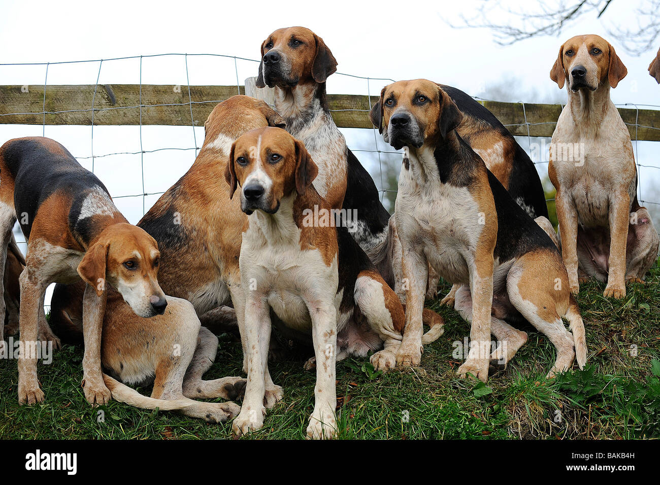 foxhounds waiting to go hunting Stock Photo