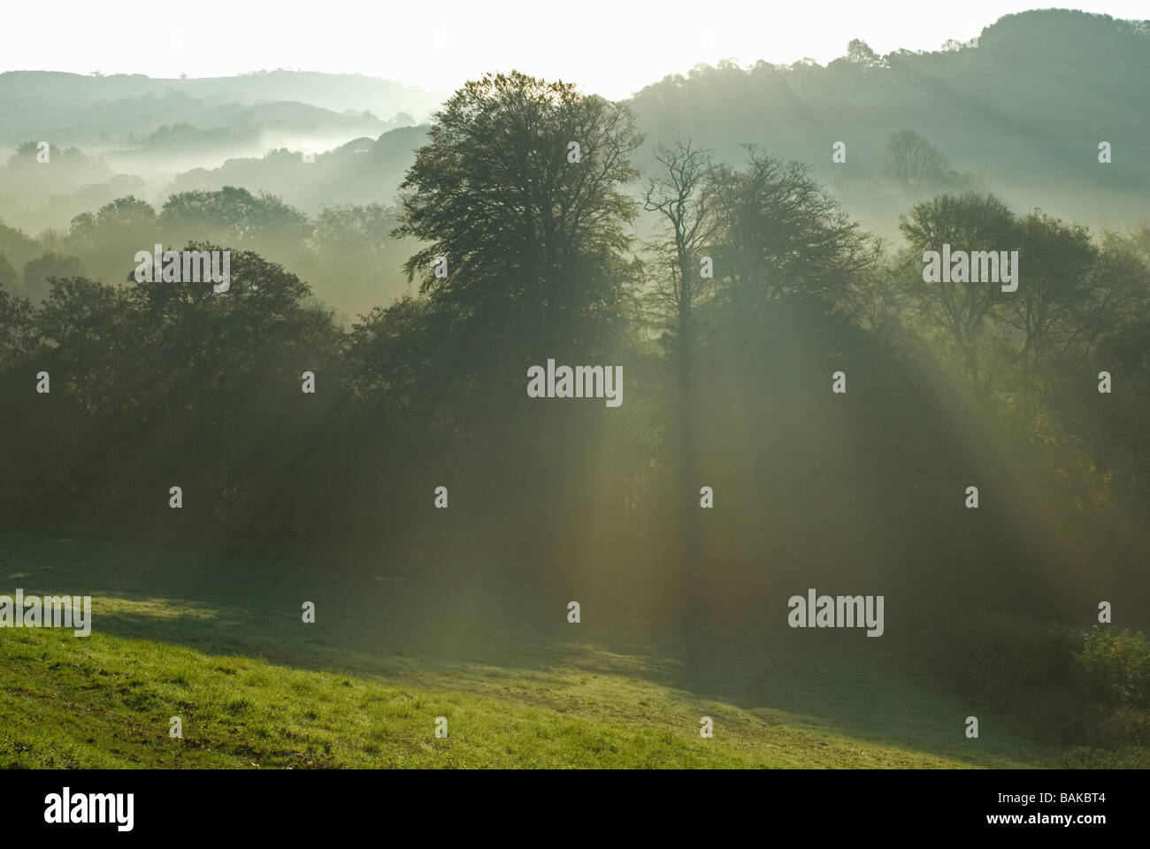 Early morning rays of sunlight through trees in Beaminster Dorset Stock Photo