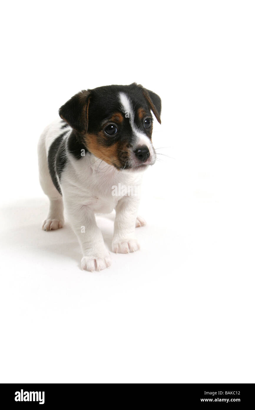 jack russell standing tall Stock Photo