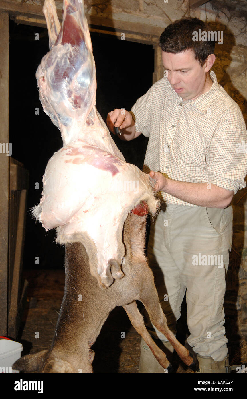 Deer stalker skinning a roe deer Stock Photo