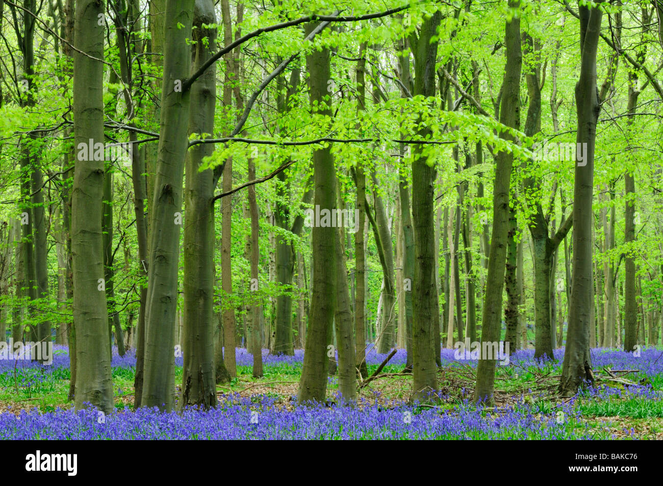 Woodland near Saffron Walden Essex  England UK Stock Photo