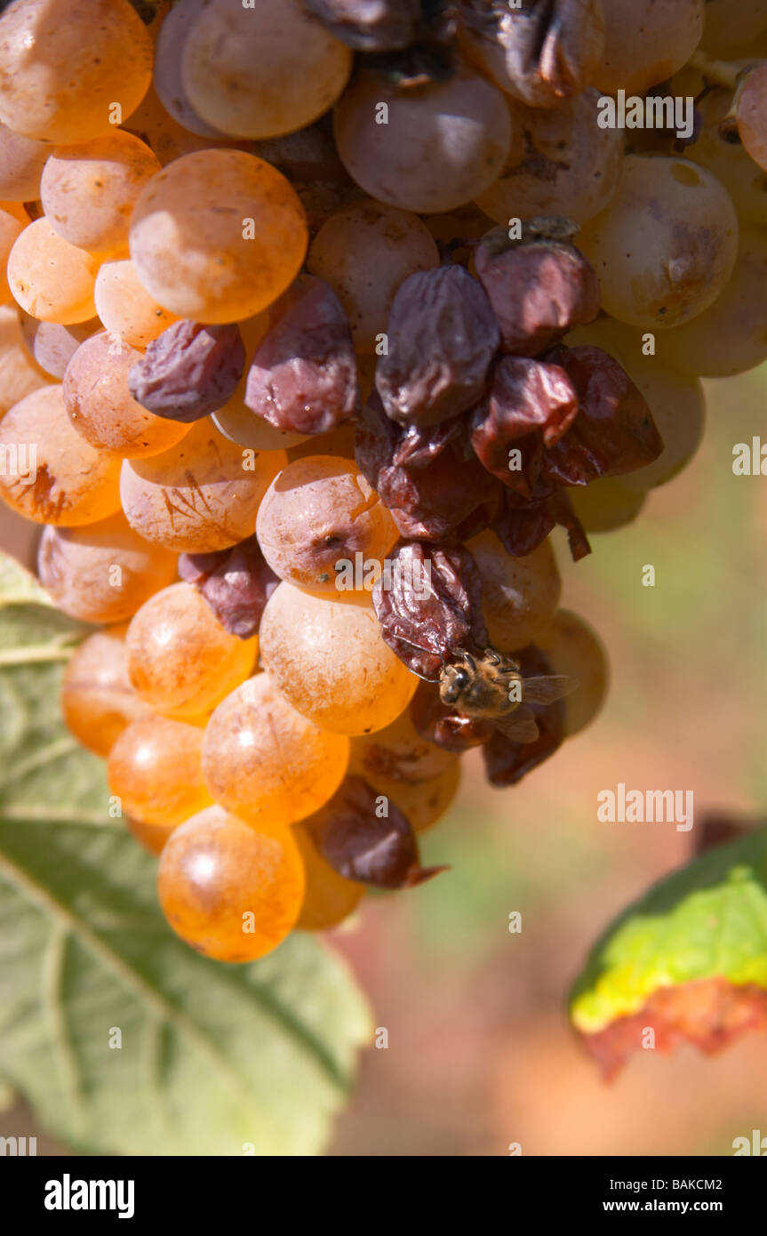 Mouldy grapes hires stock photography and images Alamy