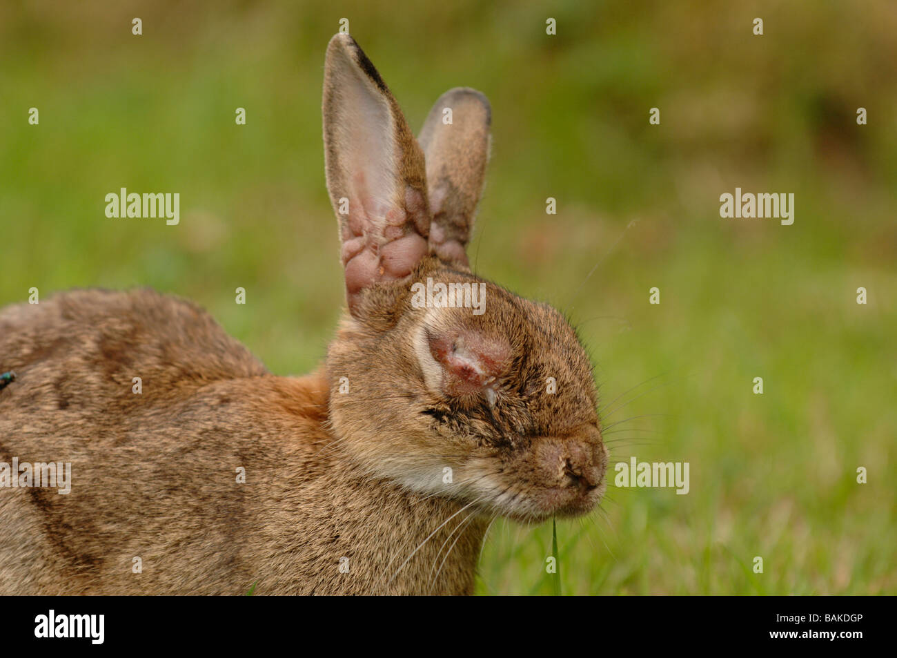 myxymatosis in a wild rabbit Stock Photo