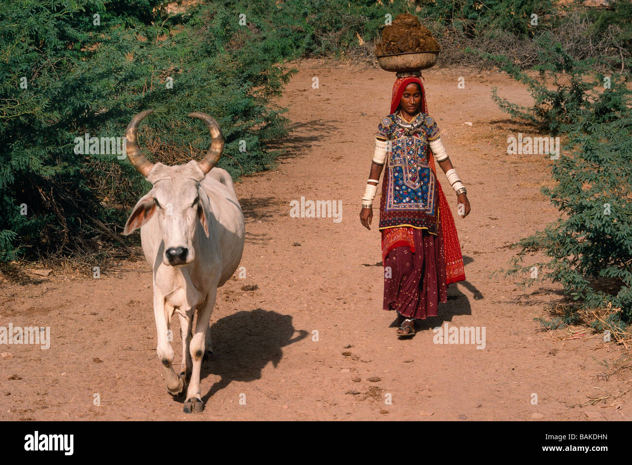 India, Gujarat State, Kutch desert, Loria village, woman carrying cow ...