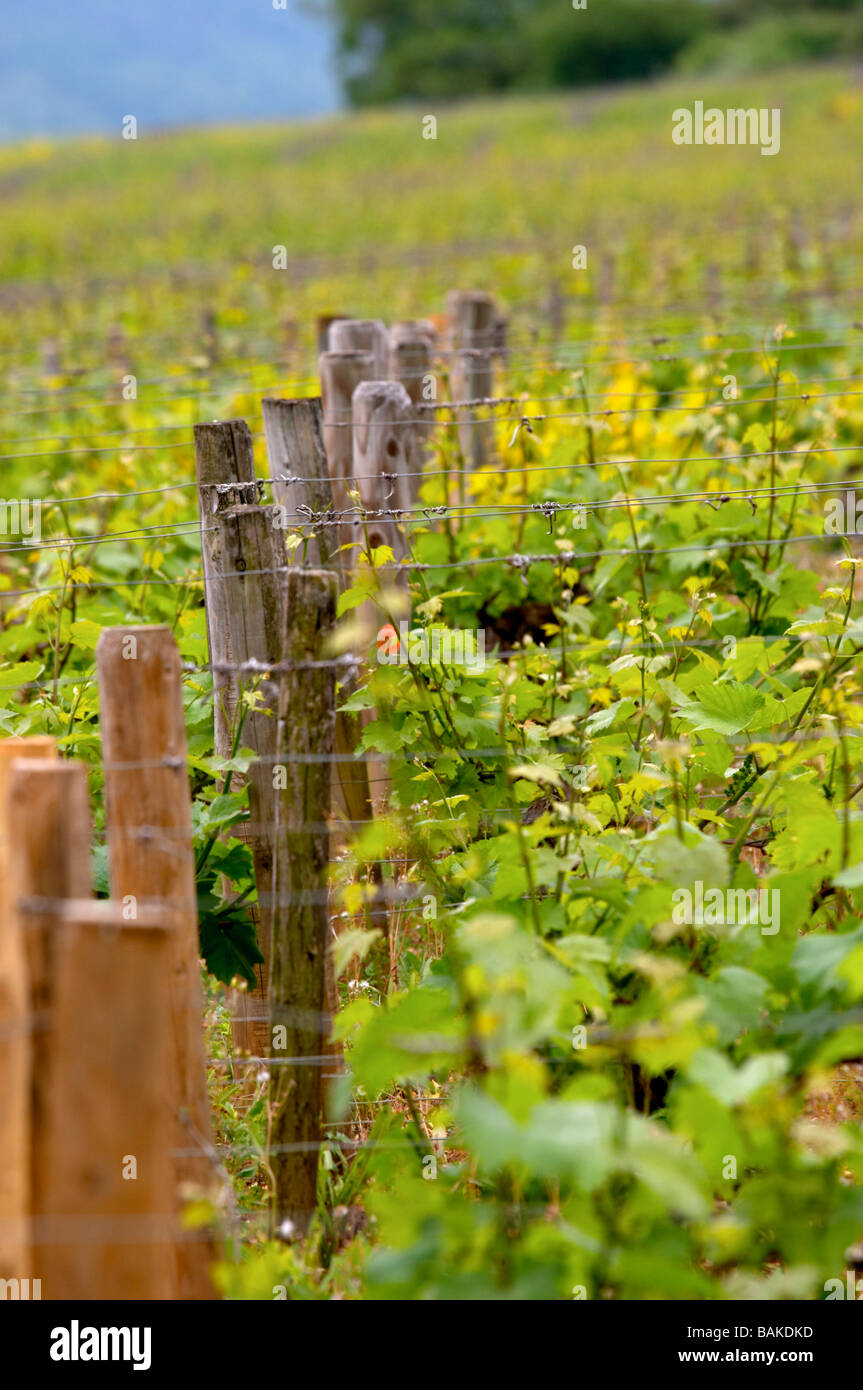 vineyard domaine g amiot & f chassagne-montrachet cote de beaune burgundy france Stock Photo