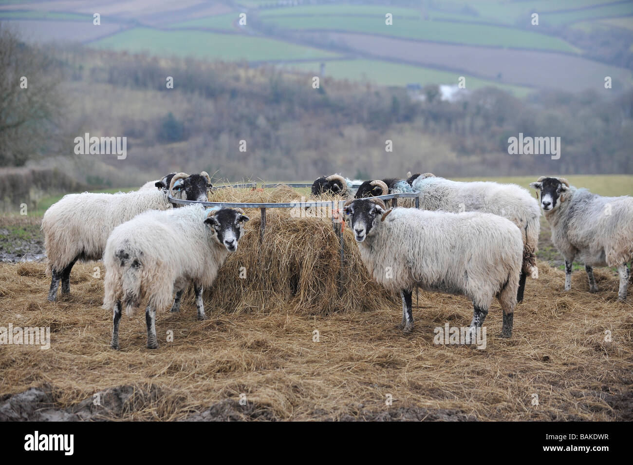 Sheep Ewes Feeding On Silage Stock Photos Sheep Ewes Feeding On
