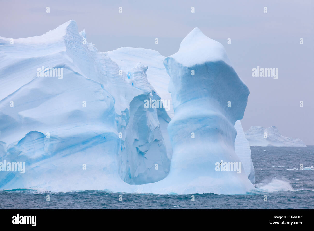 Antarctica antarctic albatross hi-res stock photography and images - Alamy