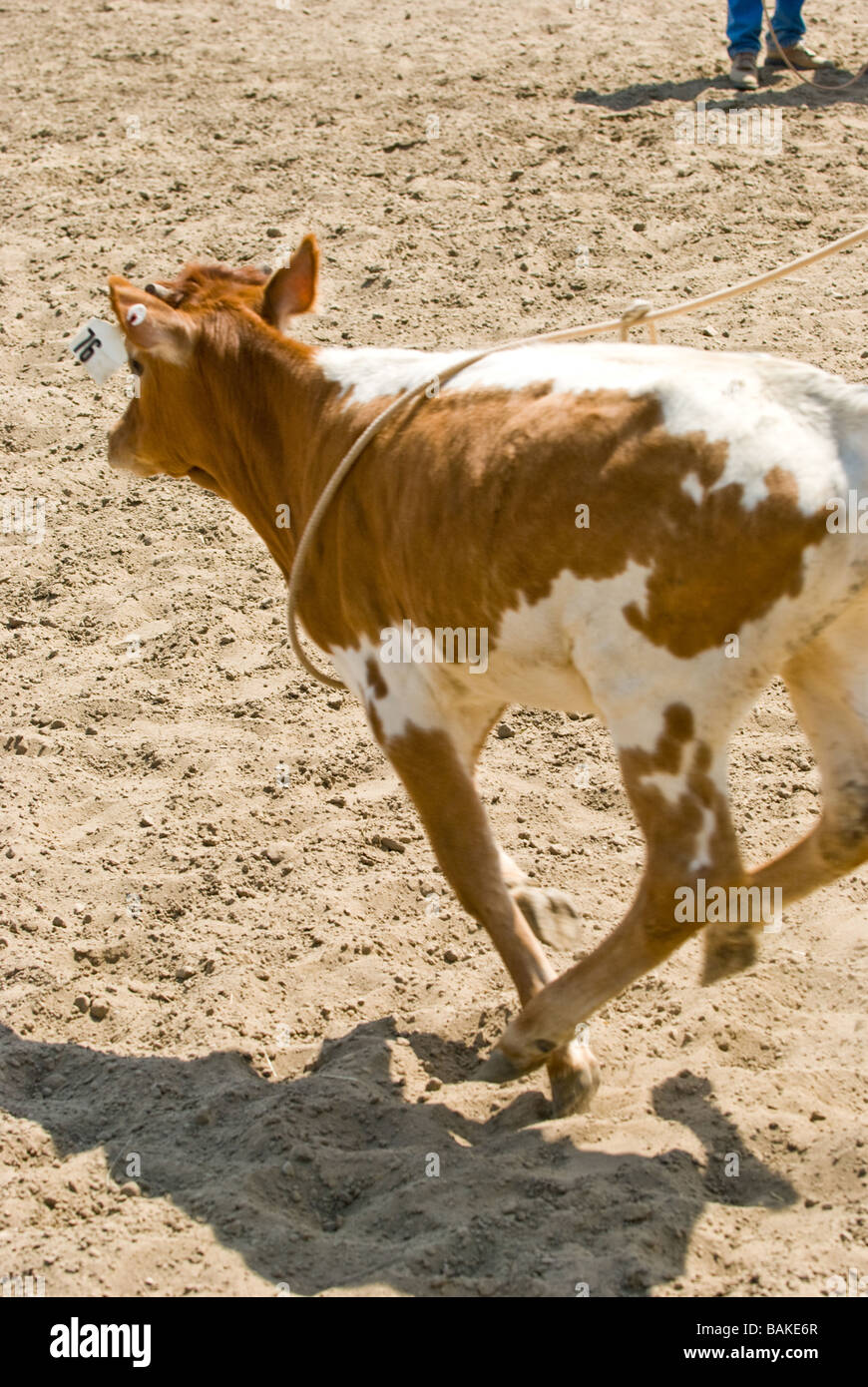 Calf running at a rodeo with a lasso around its neck Stock Photo