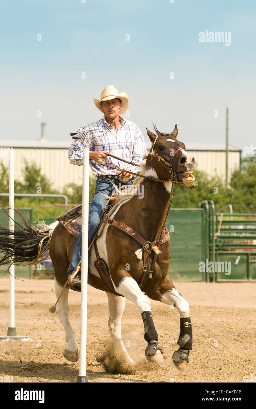 Mane Event High Resolution Stock Photography and Images - Alamy