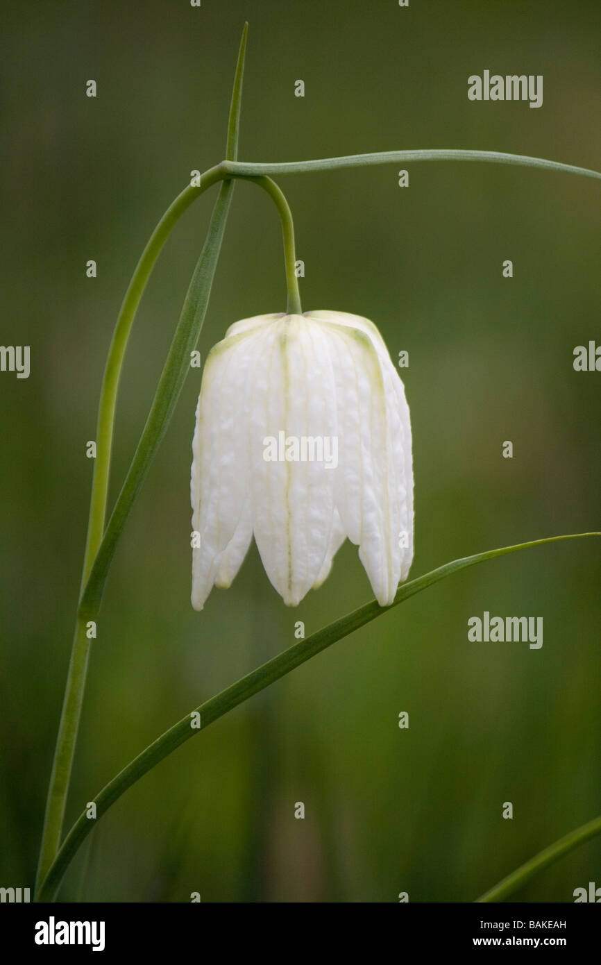 White snakes-head fritillary (fritillaria meleagris) flowering in a Yorkshire wildflower meadow in April. Stock Photo