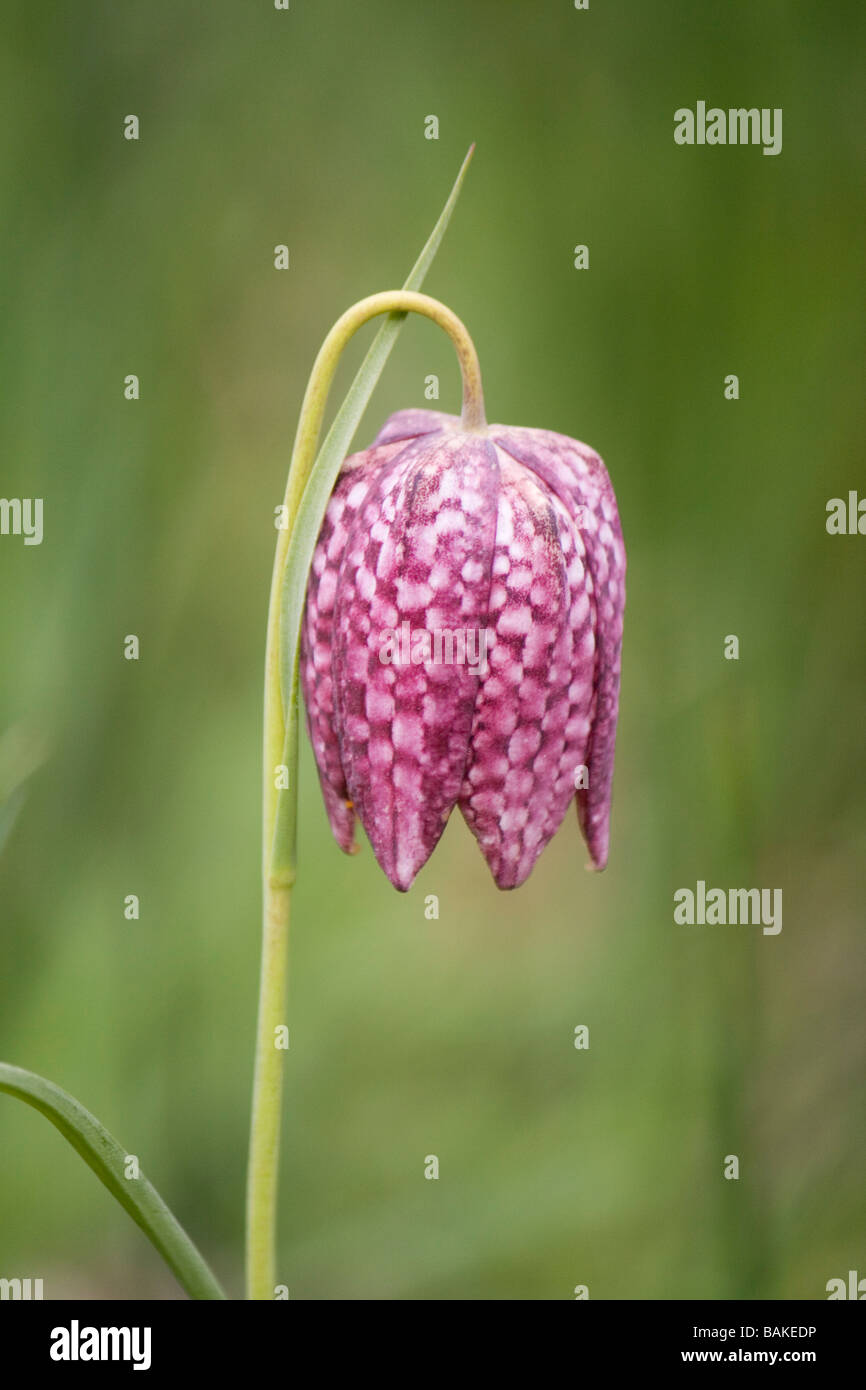 Snakes-head fritillary (fritillaria meleagris) flowering in a wildflower meadow in Yorkshire, in April. Stock Photo