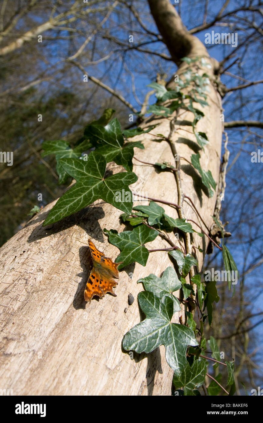 Wide angle view of Comma Polygonia c-album butterfly basking on side of tree, wings open in woodland, Worcestershire, UK. Stock Photo