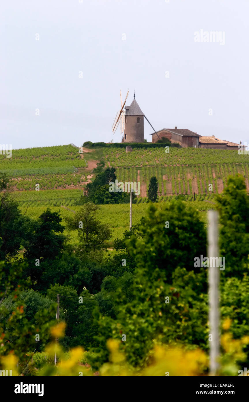 wind mill vineyard moulin a vent beaujolais burgundy france Stock Photo