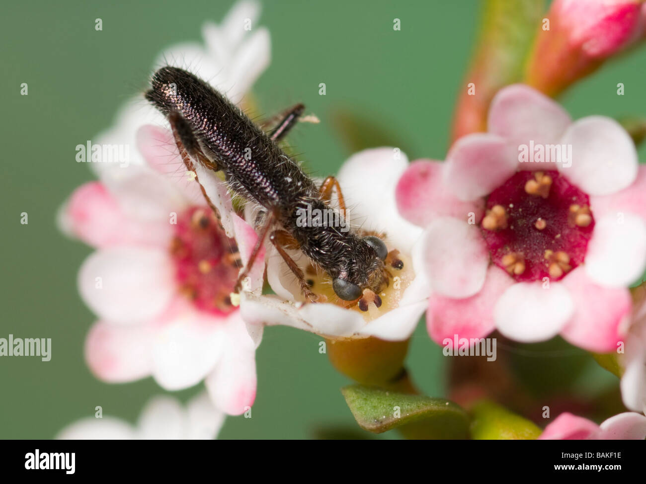 Clerid beetle on thryptomene flowers Stock Photo