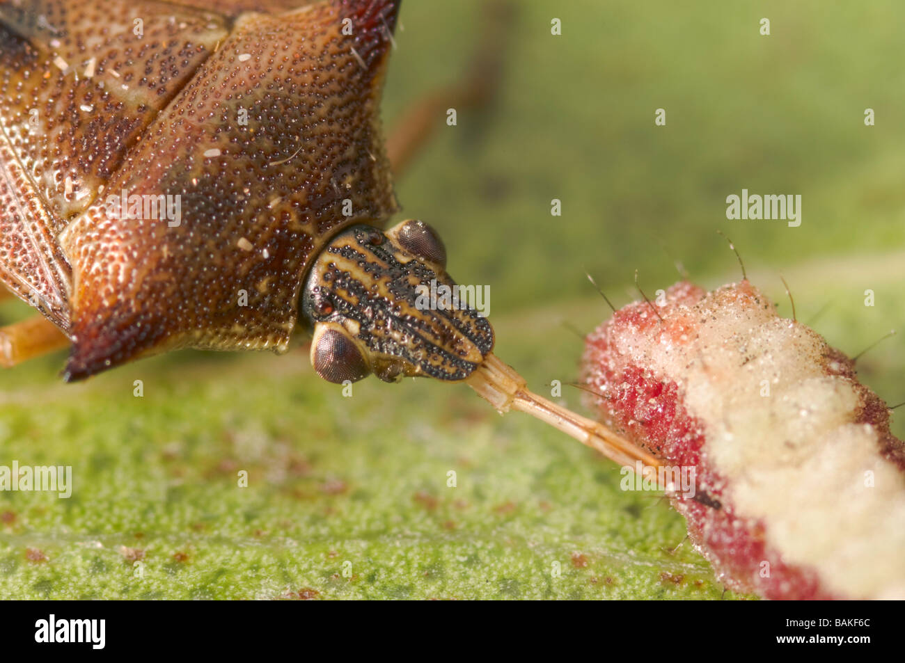 Predatory shield bug feeding on beetle grub Stock Photo