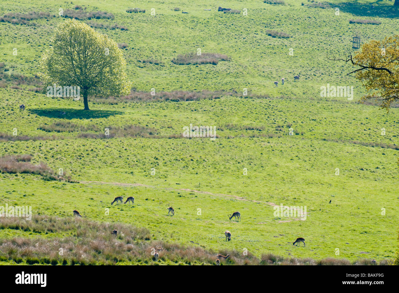 Boughton Monchelsea, Maidstone, Kent, UK. Deerpark Stock Photo Alamy