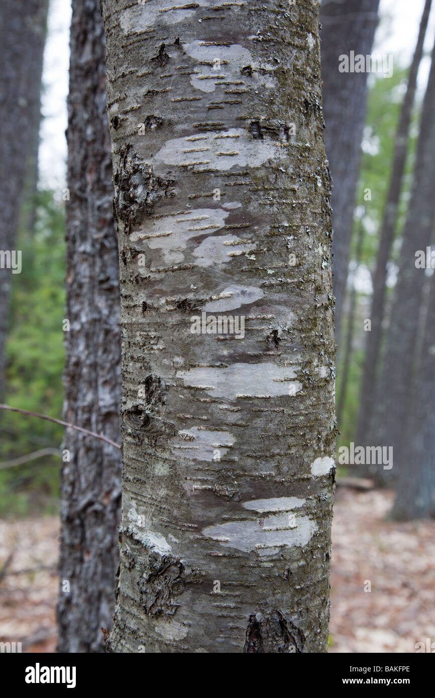 Fun Facts about Yellow Birch in New Hampshire