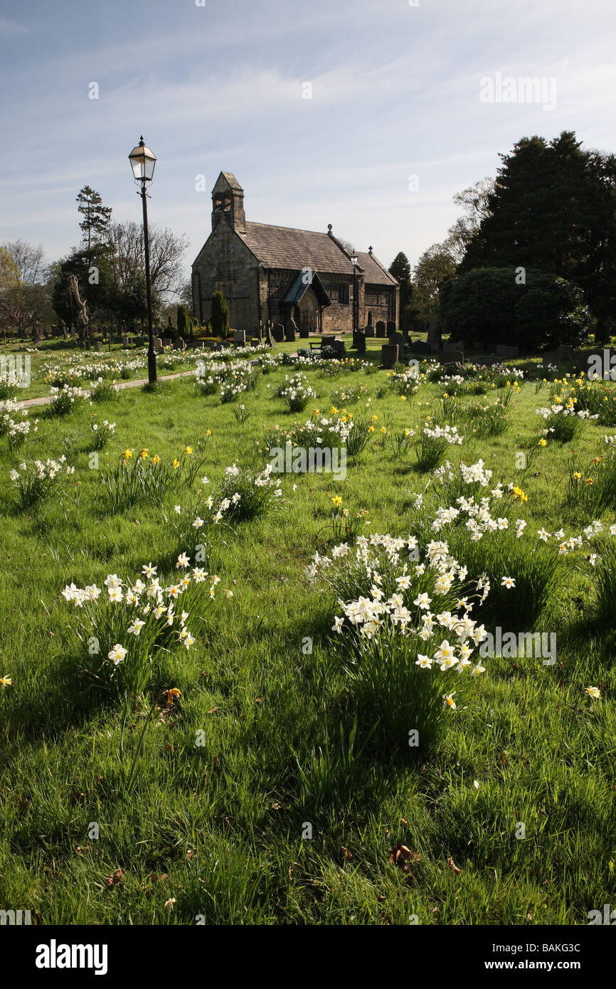 Daffodils at St John the Baptist's Church at Adel, Leeds, England, UK