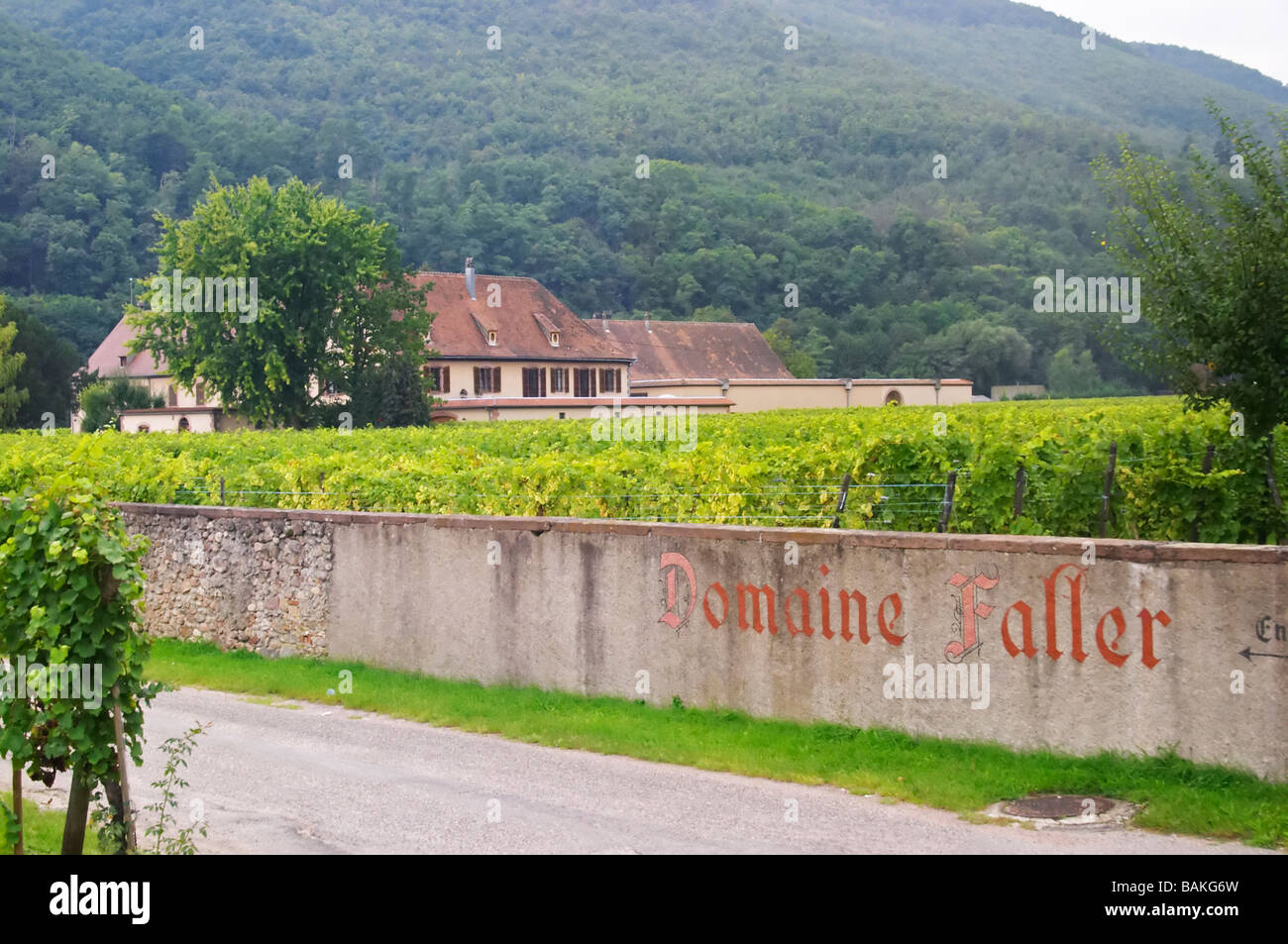 vineyard the winery dom faller weinbach kaysersberg alsace france Stock Photo