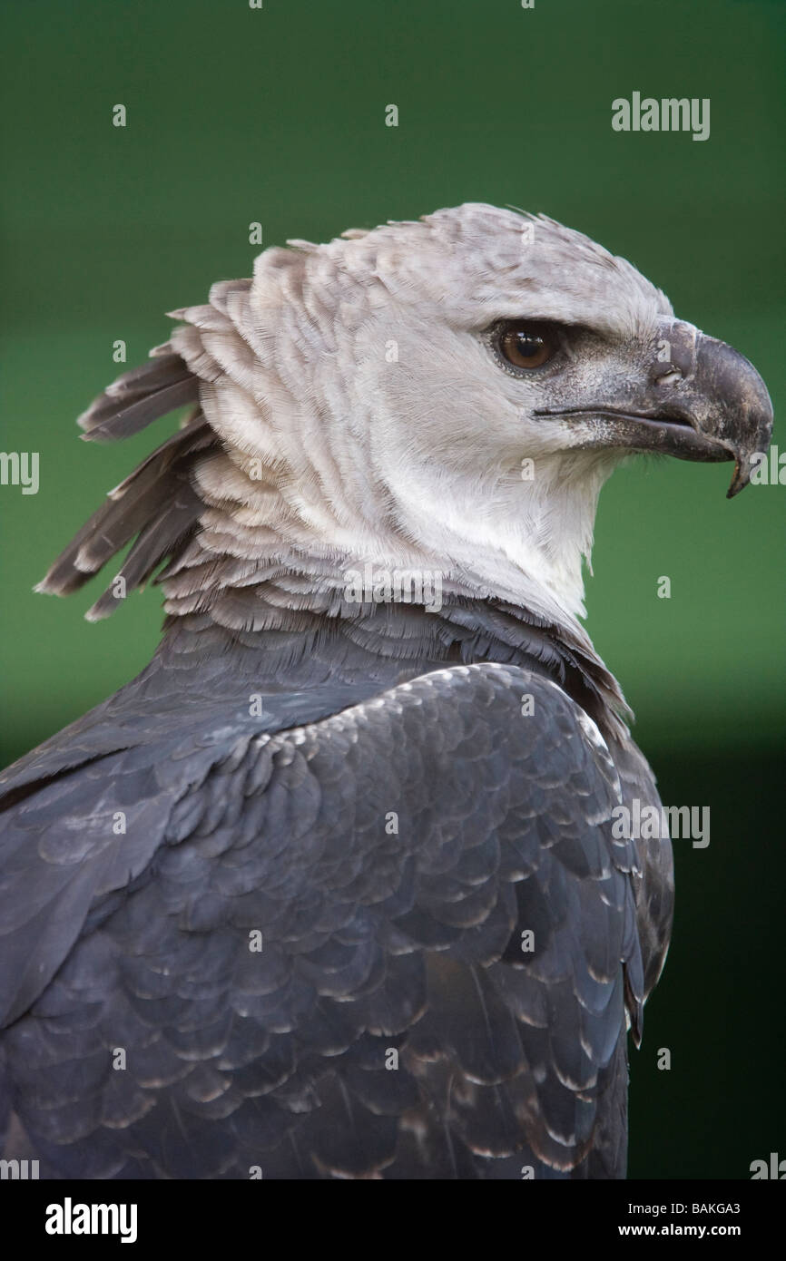 HARPY EAGLE (Harpia harpyja) Guyana, South America. Stock Photo