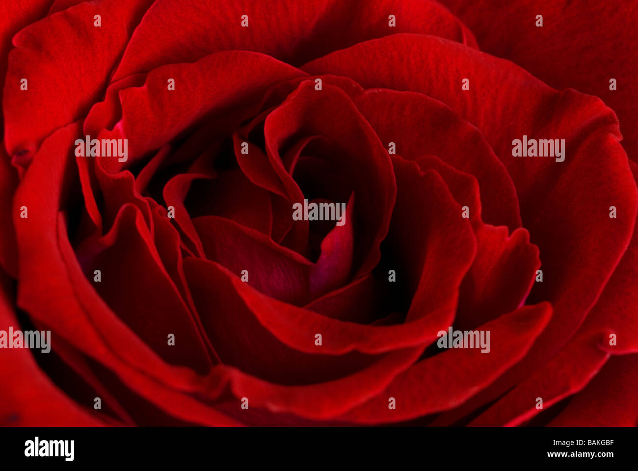 a red rose, close up Stock Photo - Alamy