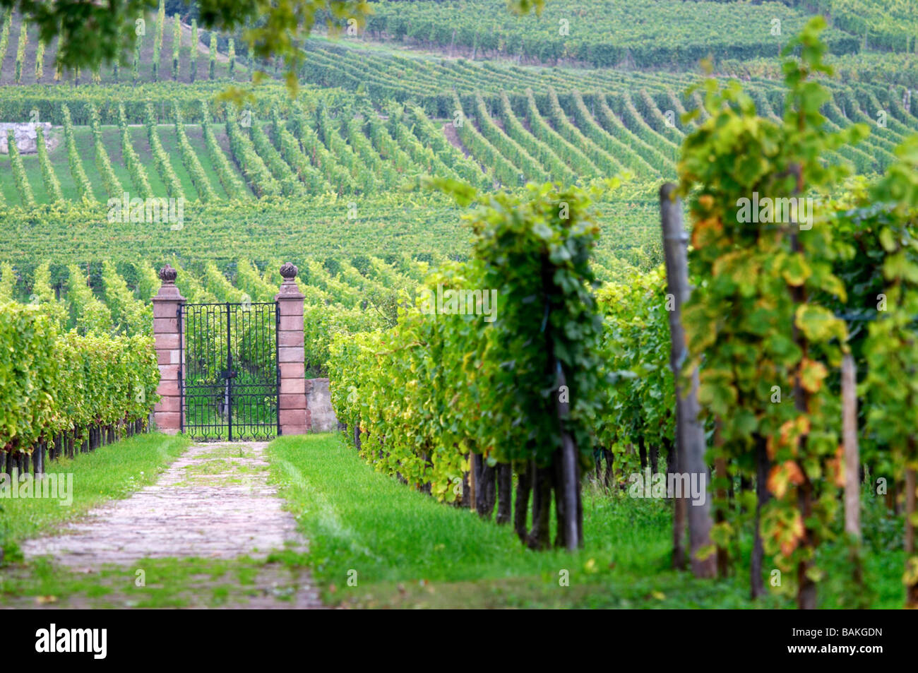 vineyard domaine faller weinbach kaysersberg alsace france Stock Photo
