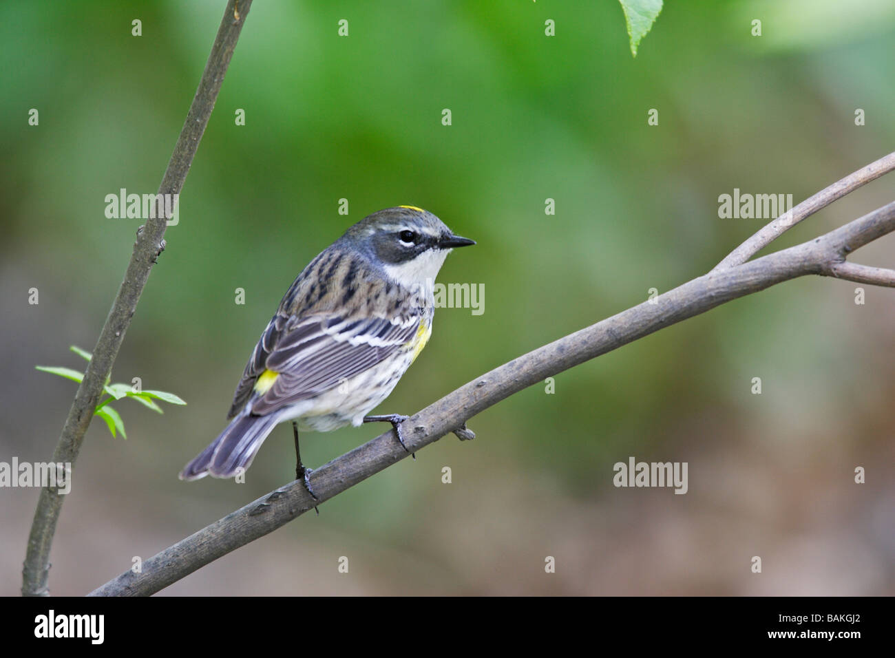 Yellow rumped Warbler Dendroica coronata coronata Myrtle subspecies ...