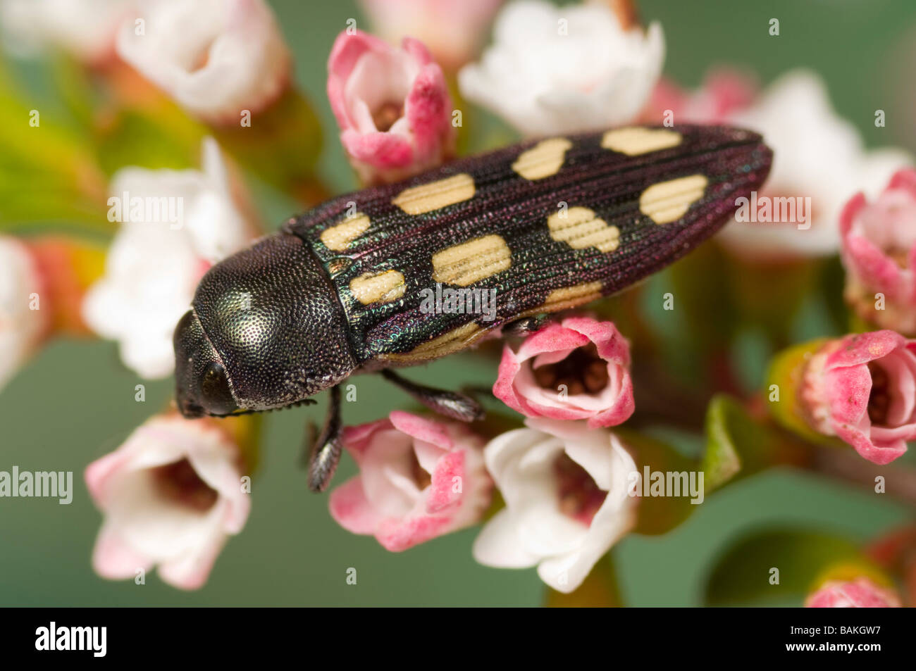 Australian jewel beetle on thryptomene flowers Stock Photo