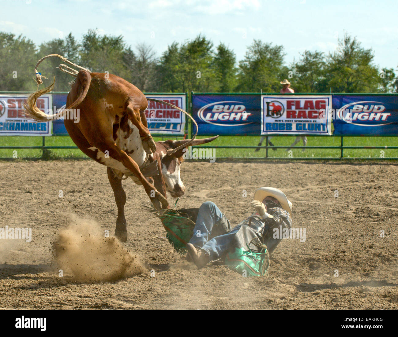 Man falling off bucking steer at rodeo Stock Photo