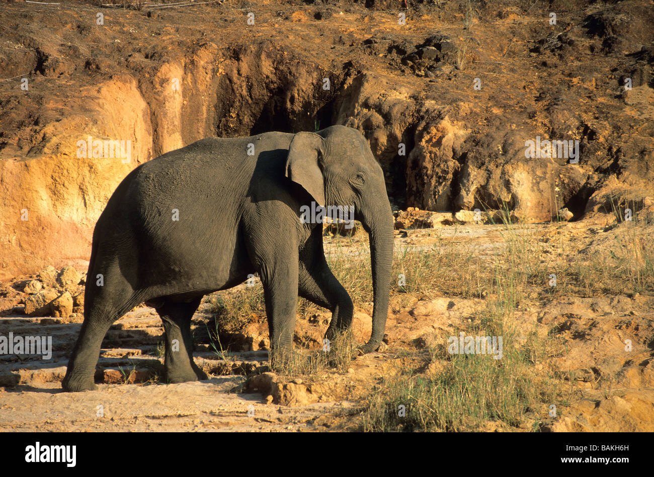 India, Kerala State, Periyar National Park, wild elephant Stock Photo -  Alamy