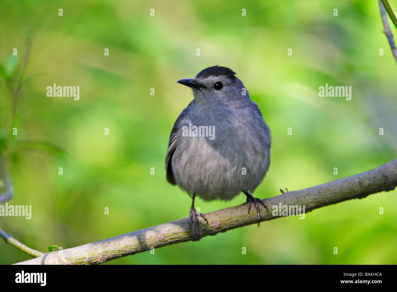 Gray Catbird Dumetella carolinensis carolinensis Stock Photo