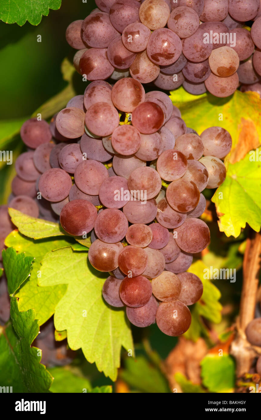 gewurztraminer domaine gerard neumeyer alsace france Stock Photo