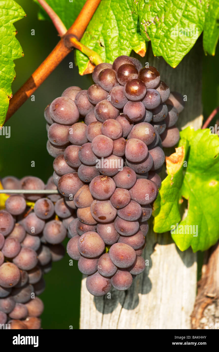 gewurztraminer domaine gerard neumeyer alsace france Stock Photo