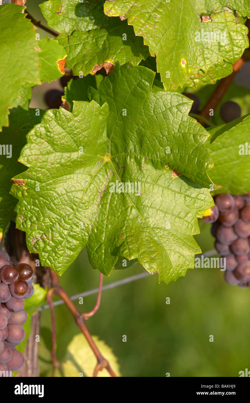 gewurztraminer domaine gerard neumeyer alsace france Stock Photo