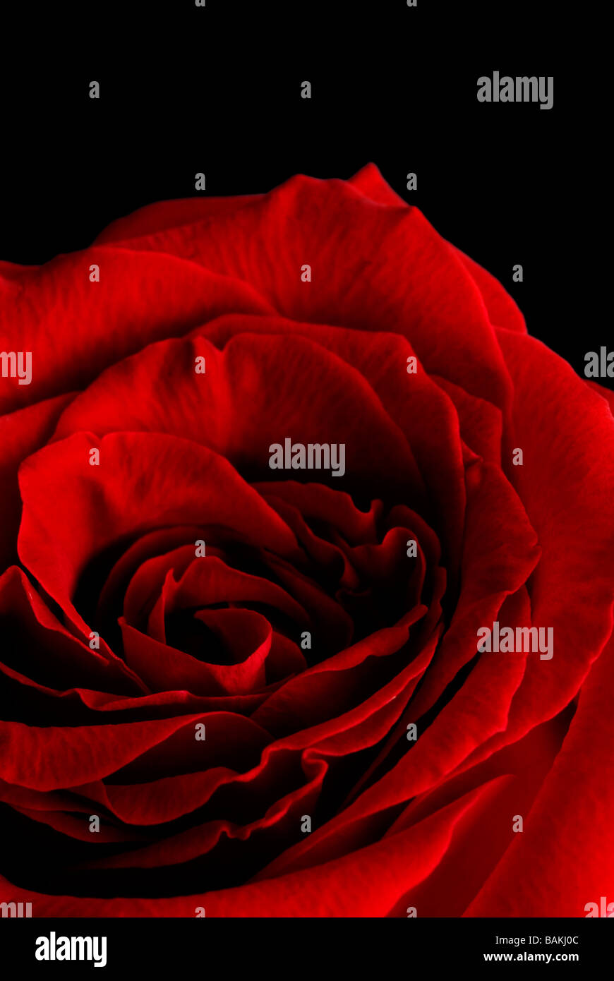 a red rose, close up Stock Photo - Alamy