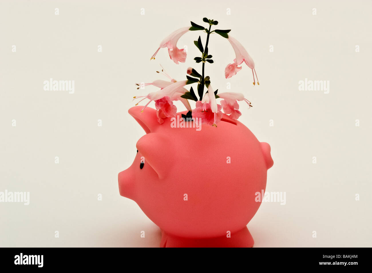 Small plastic piggy bank with a flower growing out of it Stock Photo ...