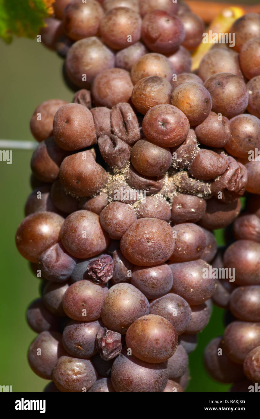 Grape bunch attacked by grey rot pinot gris dom g humbrecht pfaffenheim alsace france Stock Photo