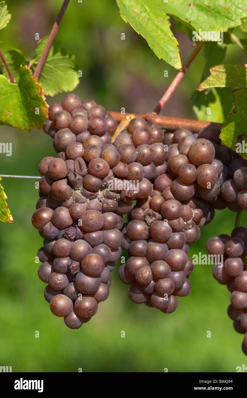 Grape bunch attacked by grey rot pinot gris dom g humbrecht pfaffenheim alsace france Stock Photo