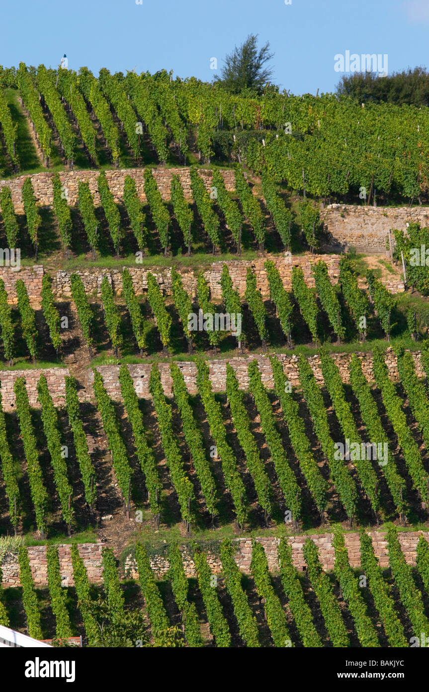vineyard geisberg grand cru ribeauville alsace france Stock Photo Alamy