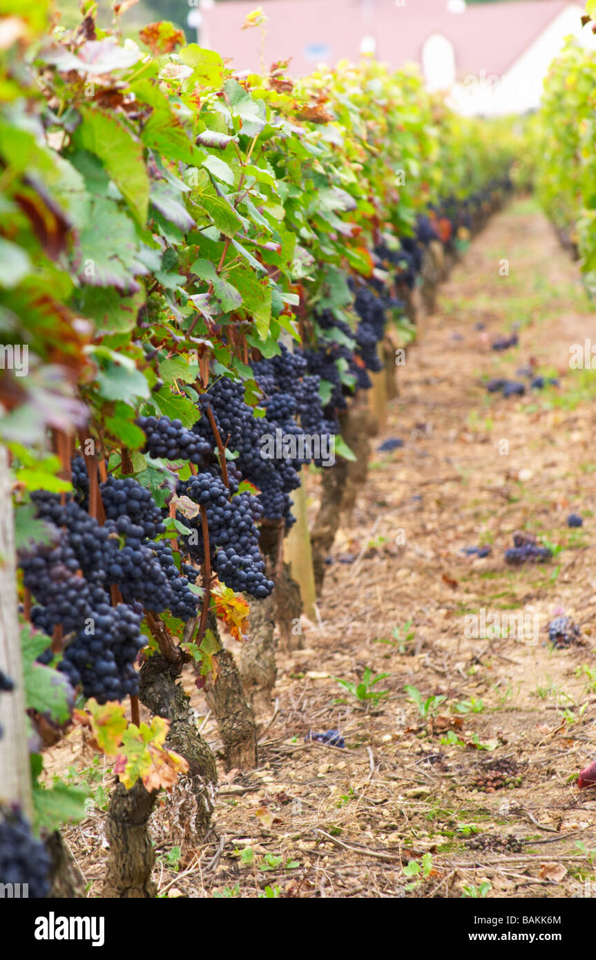 pinot noir vineyard clos st louis fixin cote de nuits burgundy france Stock Photo
