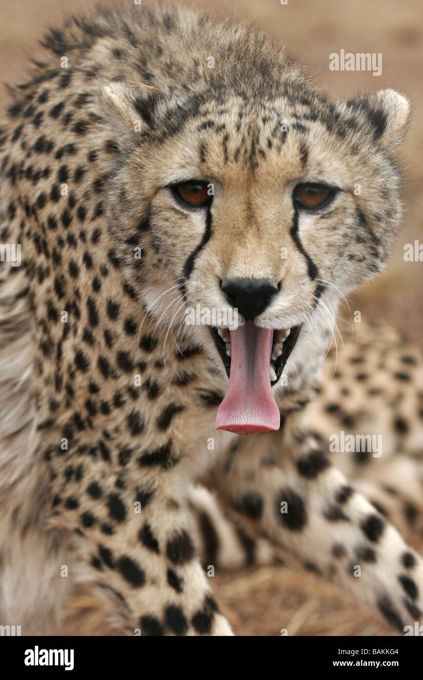 A cheetah sticks its tongue out while hissing in South Africa's Northern Cape Stock Photo