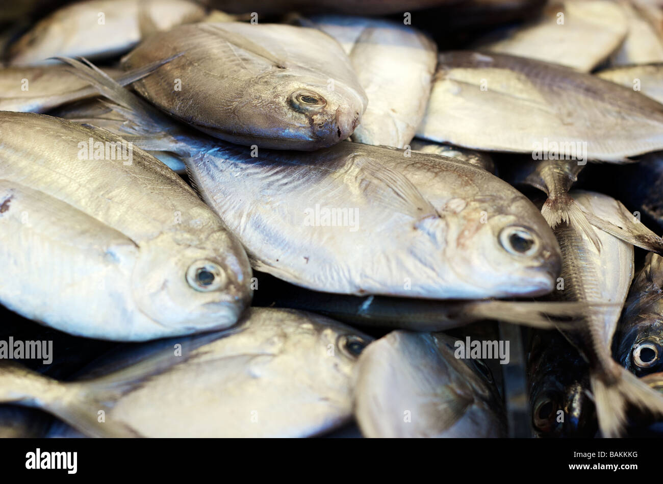 Pompano fish hires stock photography and images Alamy
