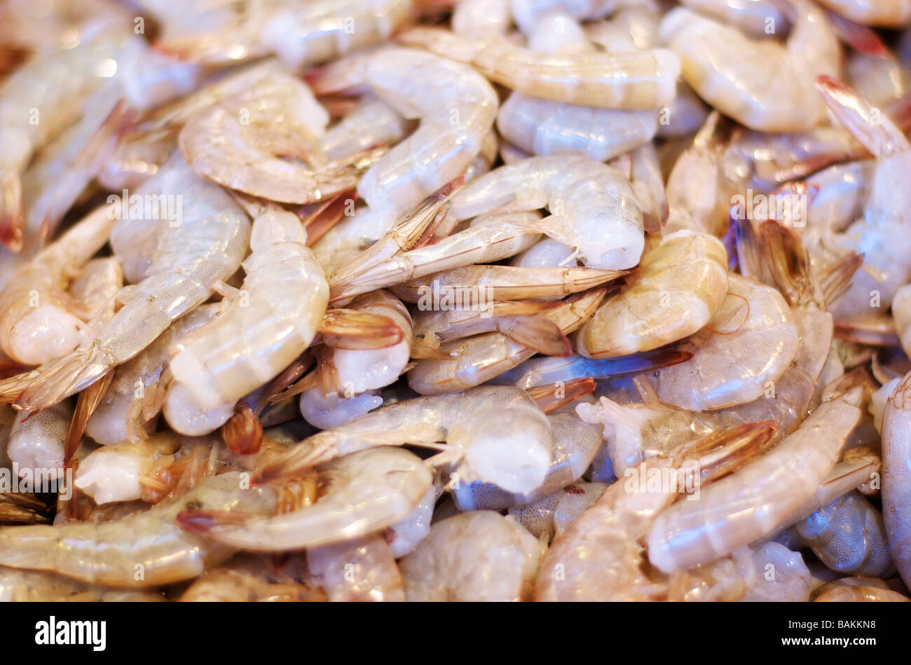 Closeup of Many Uncooked Shrimp at a Seafood Market Stock Photo