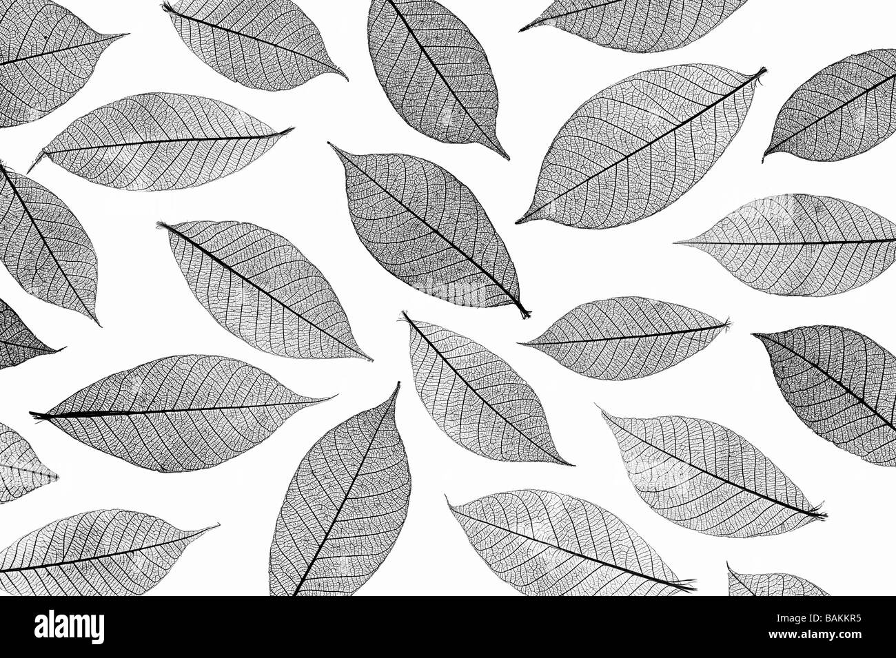 Skeleton leaves pattern. Black and White Stock Photo