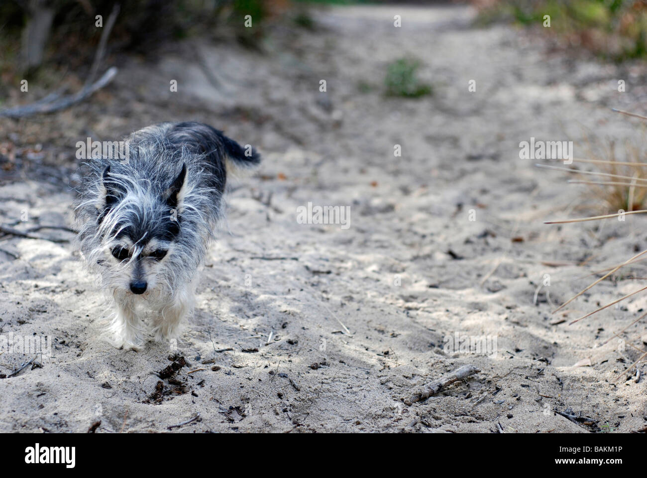 Small dog walking along beach path Stock Photo